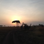 AFRIKA: Safari in Tansania