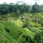 Bali - Reisterrassen in Ubud