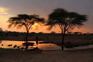 Serengeti - Safari - Tansania -  Afrika