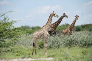 Serengeti - Safari - Tansania -  Afrika