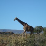 SÜDAFRIKA - Sanbona - Safari