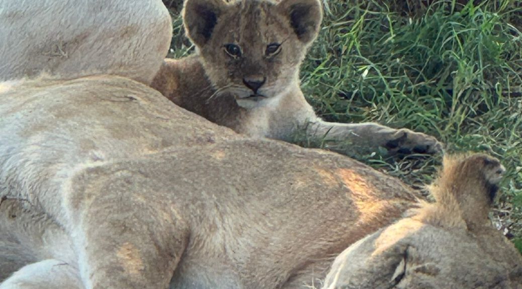 Familiensafari Serengeti, Familienreise durch Tansania